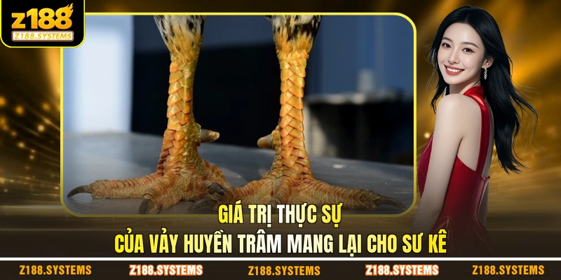 Giá trị thực sự của vảy Huyền Trâm mang lại cho sư kê